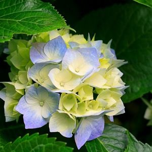 Meet your Posher, Marlo